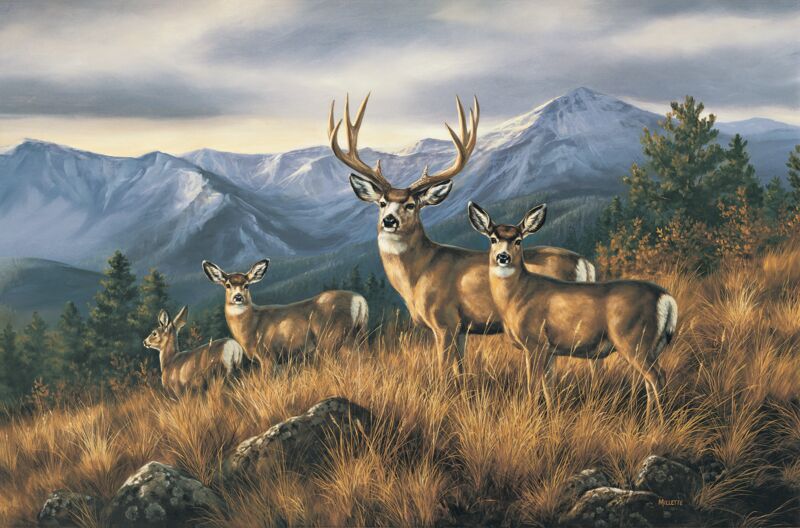 Crossing the Ridge—Mule Deer by Rosemary Millette
