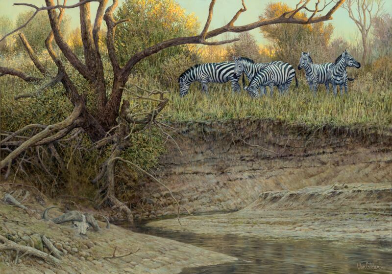 Cutbank—Zebras by Ron Van Gilder