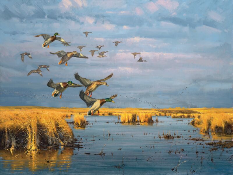 Dakota—Mallards by Thomas Moen