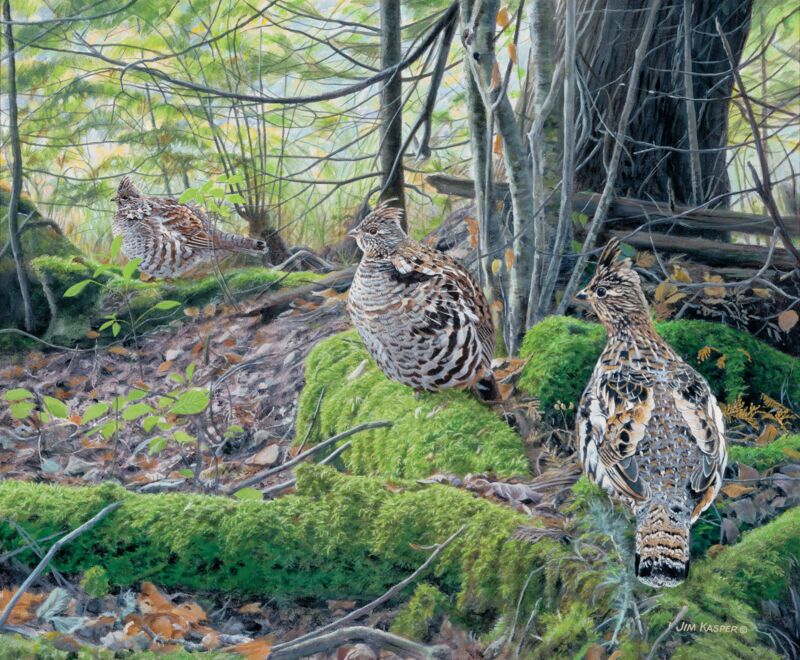 Deep Cover—Ruffed Grouse by Jim Kasper