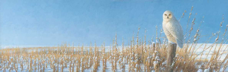 Down South Snowy Owl