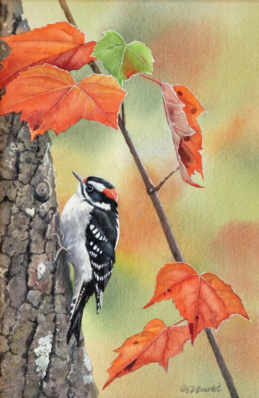 Downy Woodpecker by Susan Bourdet