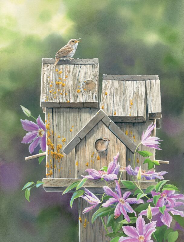 Dream House—House Wrens by Susan Bourdet