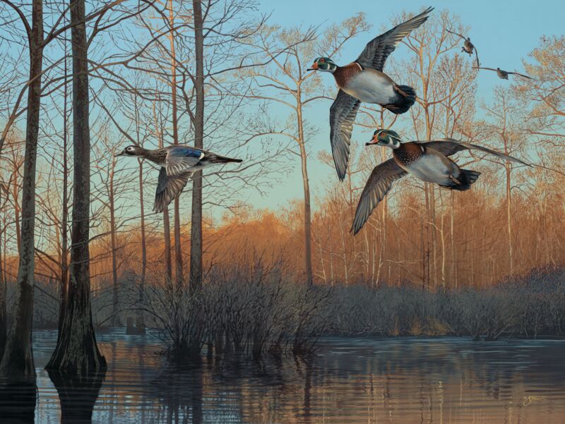 Early Morning—Wood Ducks by Scot Storm