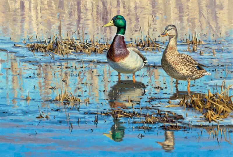 Early Thaw—Mallards by Thomas Moen