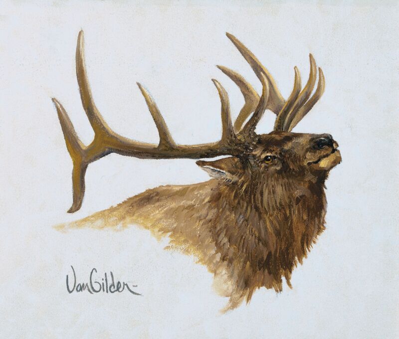Elk Portrait by Ron Van Gilder