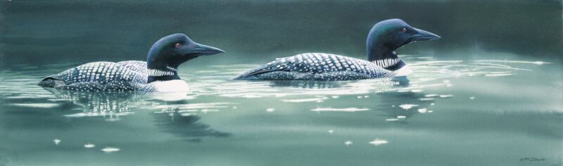 Emerald Lake—Loons by Susan Bourdet