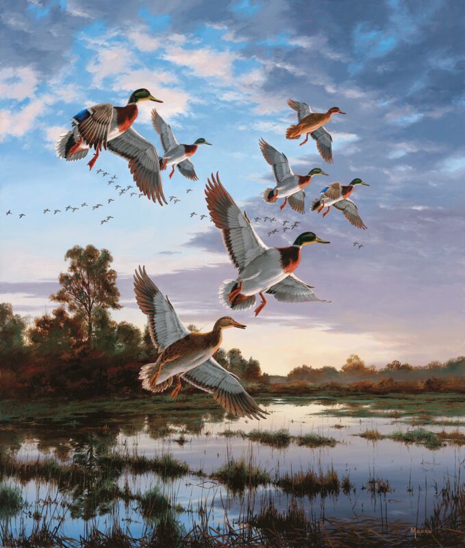 Evening Flight - Mallards by David A. Maass