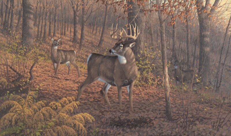 Fall Rut—Whitetail Deer by Michael Sieve