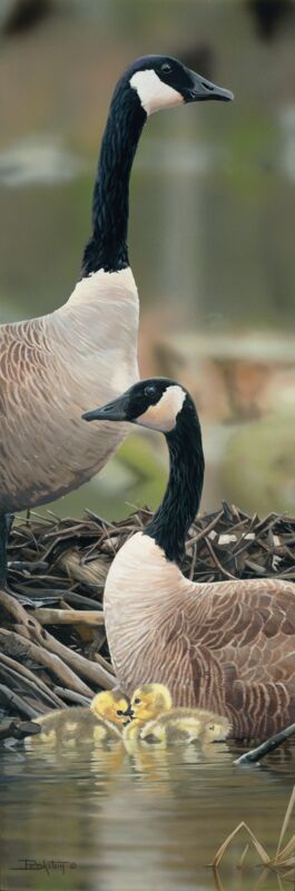 Family Time—Canada Geese by Larry Beckstein