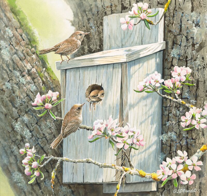 Family Time—House Wrens by Susan Bourdet