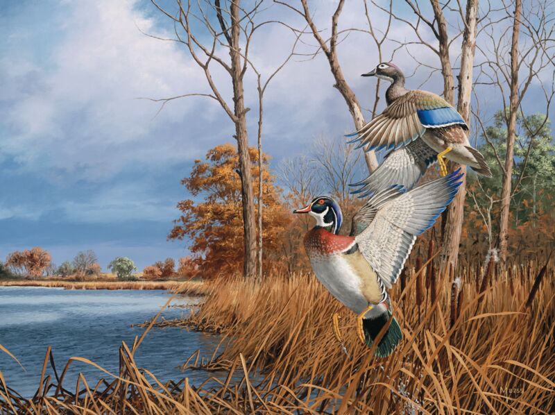 Flash of Color—Wood Ducks by David A. Maass