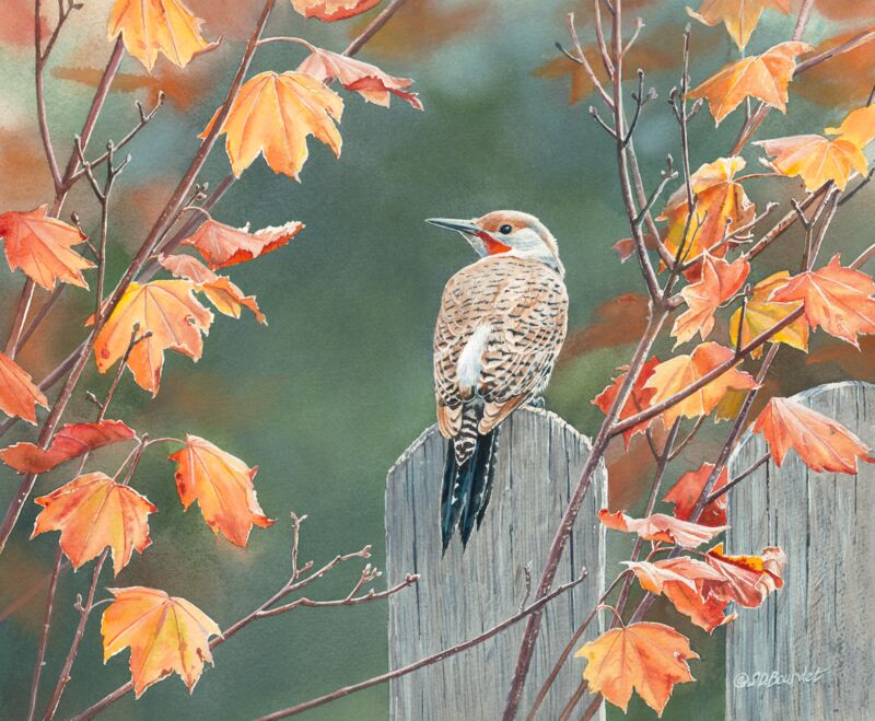 Flicker in Fall Maple by Susan Bourdet