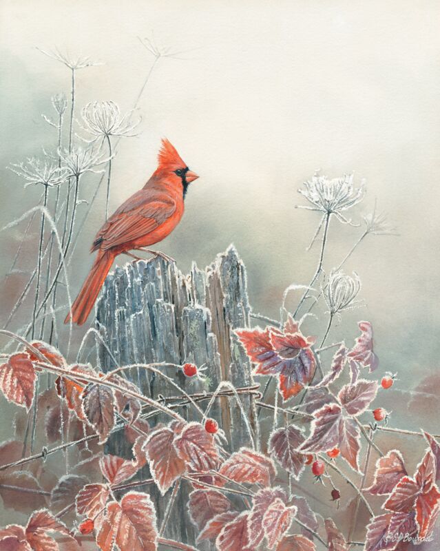 Frost & Fire - Cardinal by Susan Bourdet