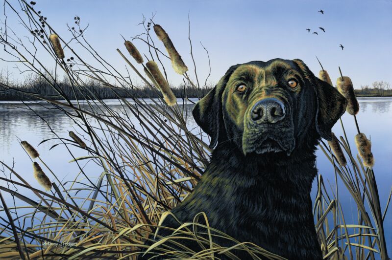 Anticipation—Black Lab with Cattails by Anthony Padgett