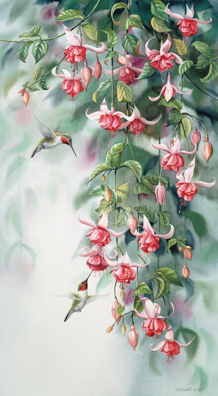 Garden Gems—Ruby Throated Hummingbird by Susan Bourdet