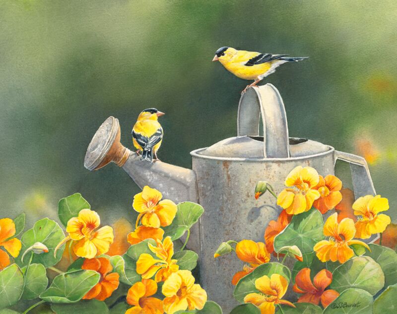 Goldfinches & Nasturtiums by Susan Bourdet