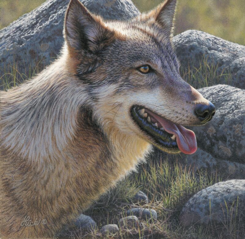 Gray Matter - Wolf by T.J. Lick