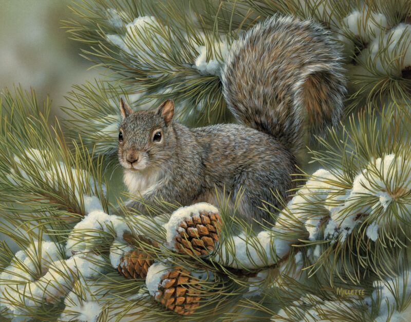 Gray Squirrel