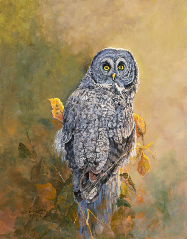Great Gray Owl by Valeria Yost