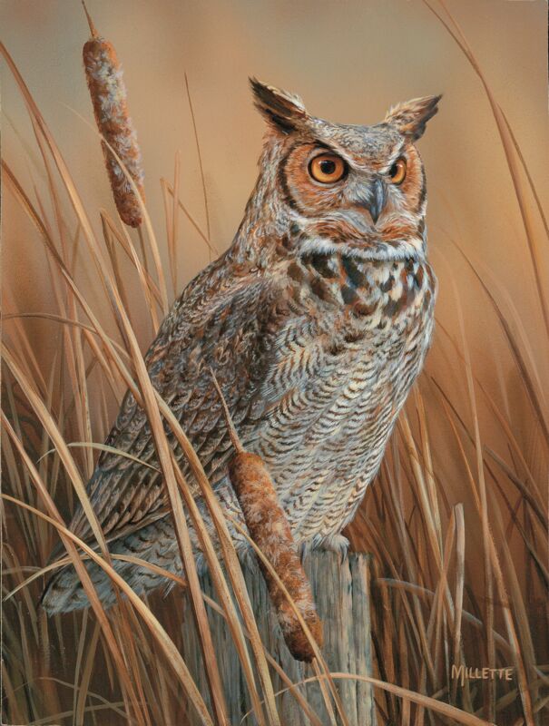 Great Horned Owl by Rosemary Millette