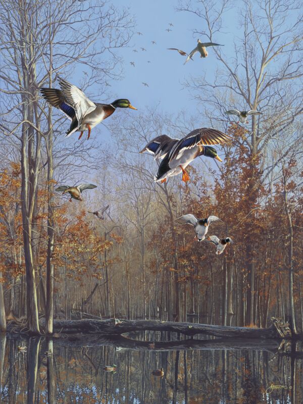 Green Timber—Mallards by Scot Storm