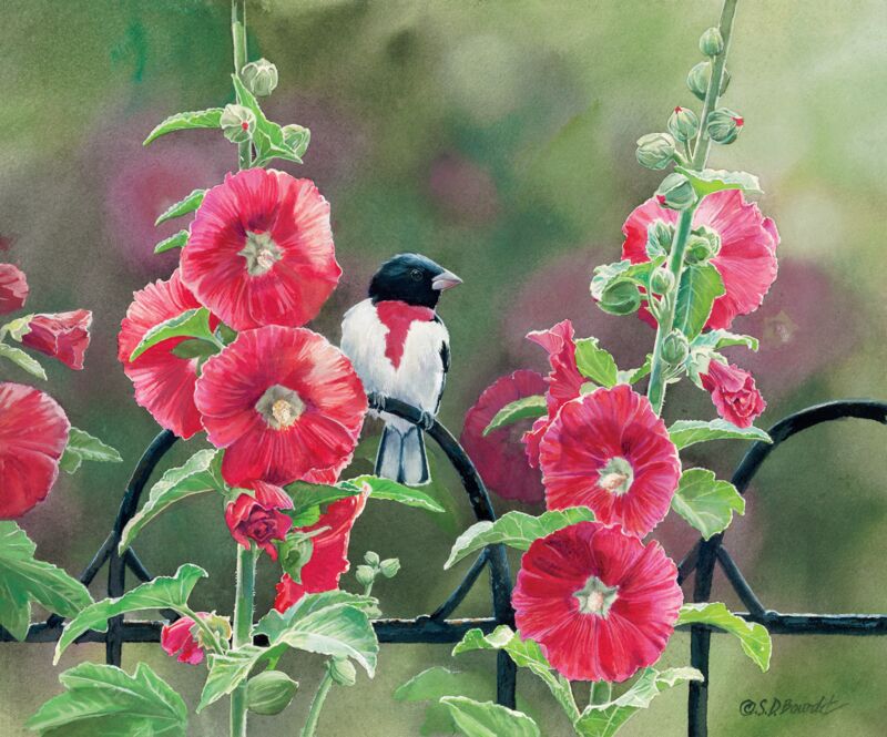 Grosbeak and Hollyhocks by Susan Bourdet