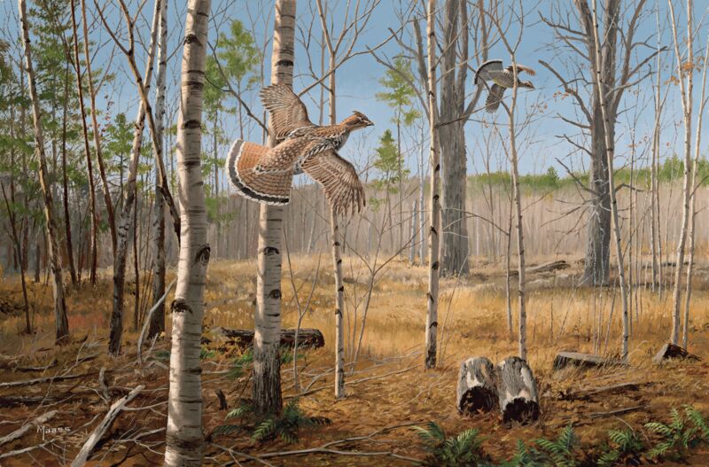 Grouse Meadow - Ruffed Grouse by David A. Maass