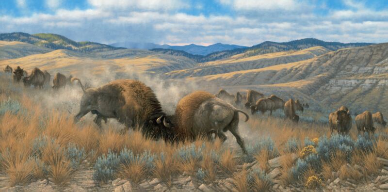 High Plains Battle—Bison by Michael Sieve