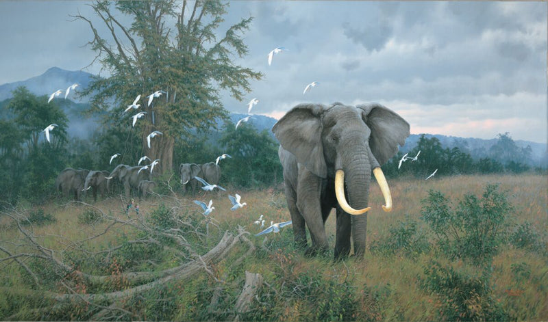 Highland Bull & Egrets