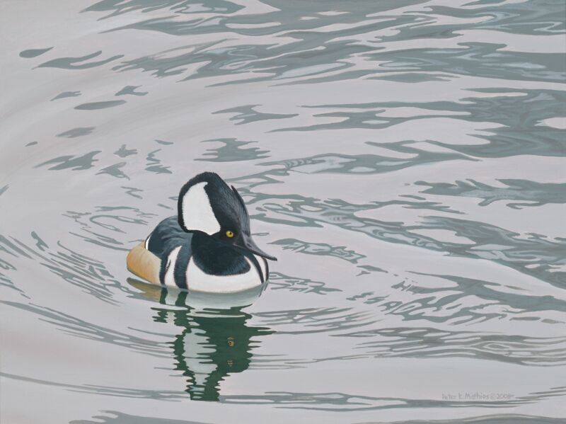 Hooded Merganser by Peter Mathios