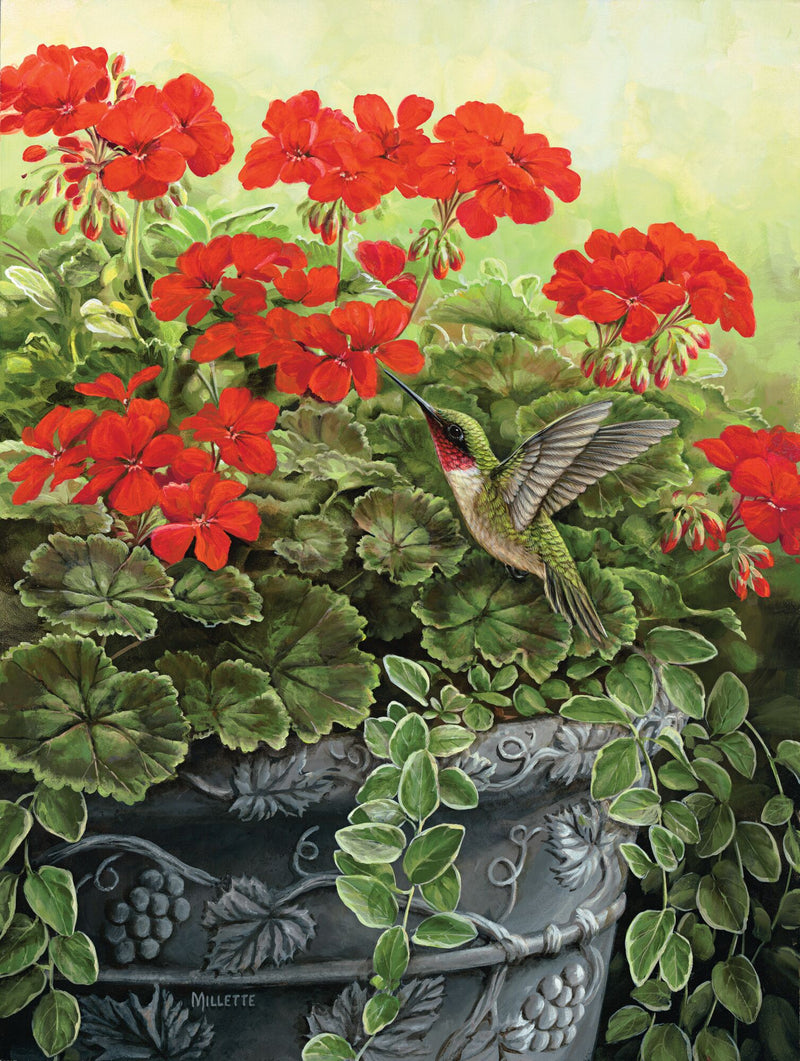 Hummingbird and Geraniums