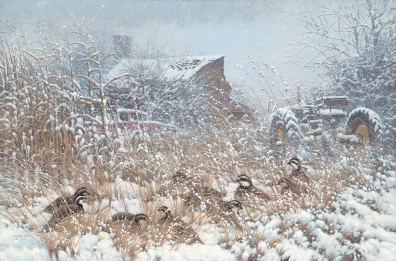 Hunkered Down—Quail by Michael Sieve