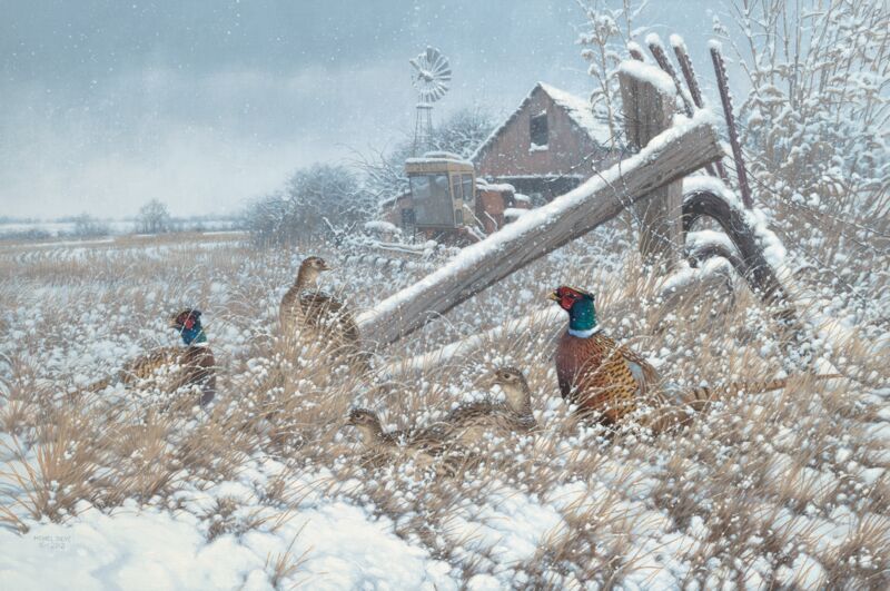 Hunkered Down—Pheasants by Michael Sieve