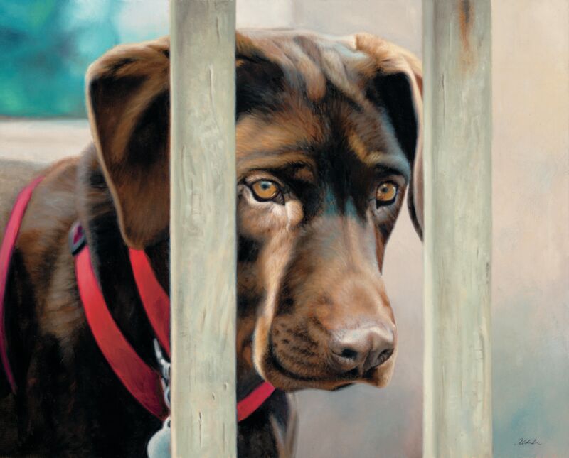 I Spy—Chocolate Lab by John Aldrich
