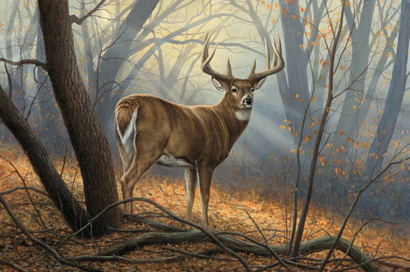 In His Prime—Whitetail Deer by Rosemary Millette