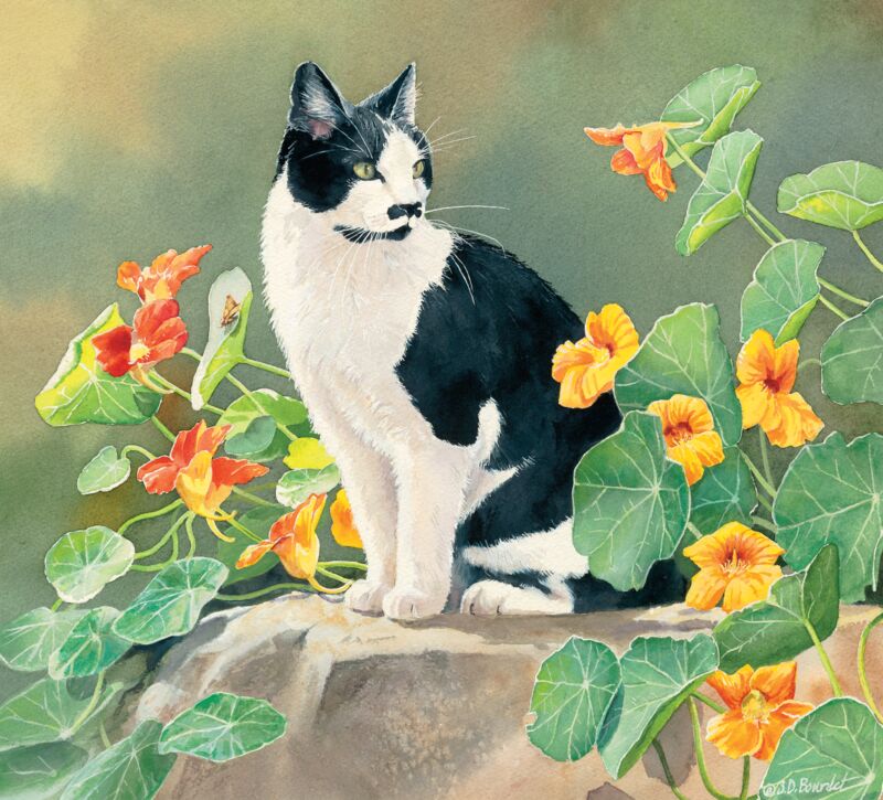 In the Nasturtiums—Cat by Susan Bourdet