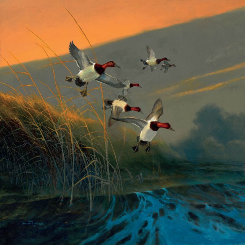 Inspiration Bay—Canvasbacks by Greg Messier
