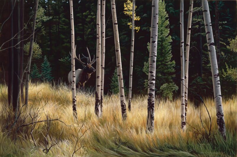 Into the Open—Elk by Peter Mathios