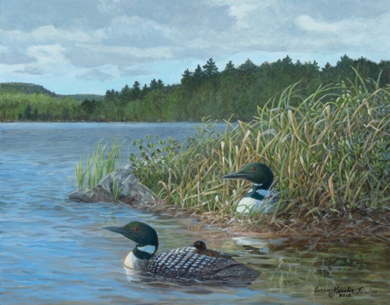 Island Nest—Loon by Susan Knowles-Jordan