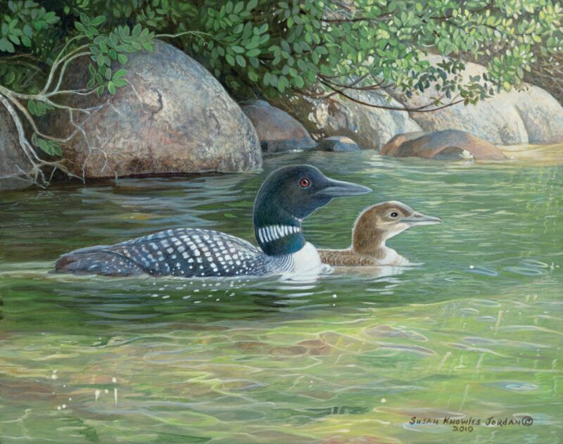 Island Shade—Loons by Susan Knowles-Jordan