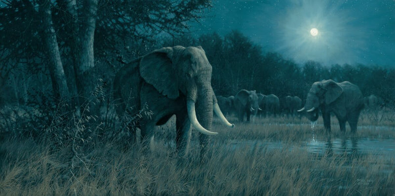 Ivory Knight - Elephants