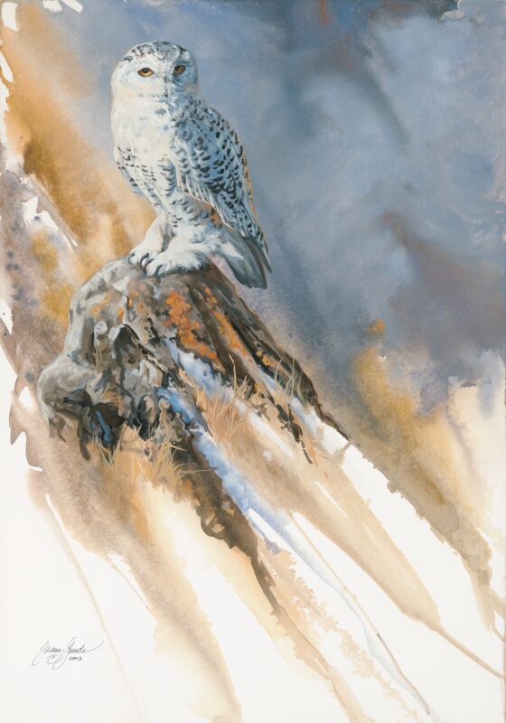 Just Blew In—Snowy Owl