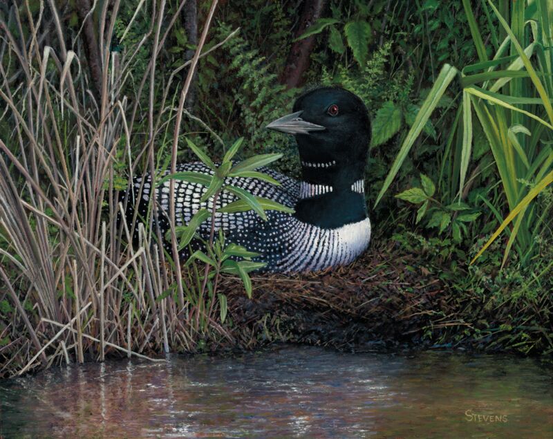 Keeping Watch—Loon by Gene Stevens