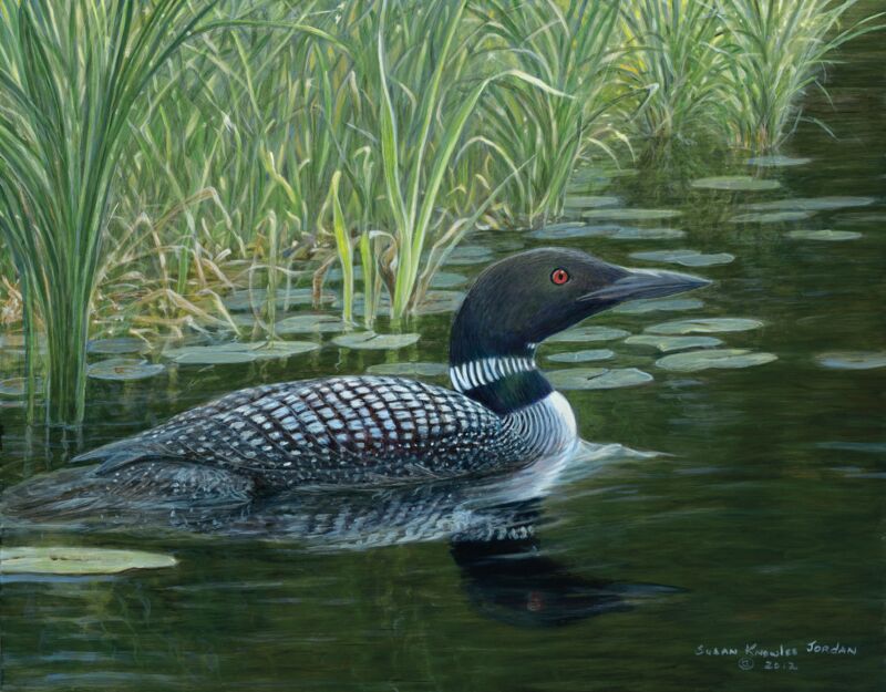 Lakeside— Loon by Susan Knowles-Jordan