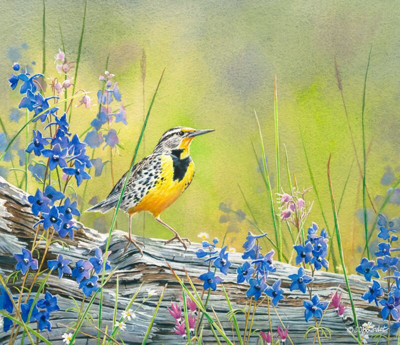 Lark and Larkspur by Susan Bourdet