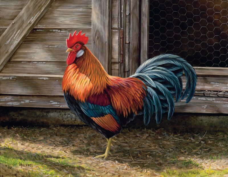 Leghorn—Light Brown Rooster by Rosemary Millette