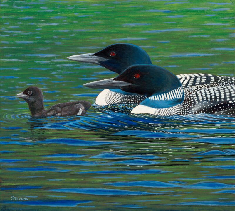 Let's Get Going—Loons by Gene Stevens
