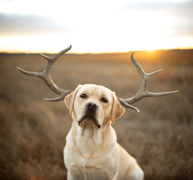 Lewie Horns by Ron Schmidt