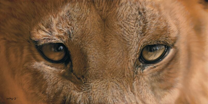 Lion Eyes by Brett Longley